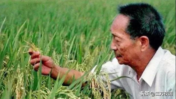 袁隆平墓前有一束特別的稻穗
